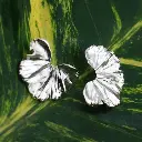 aretes_plata.webp